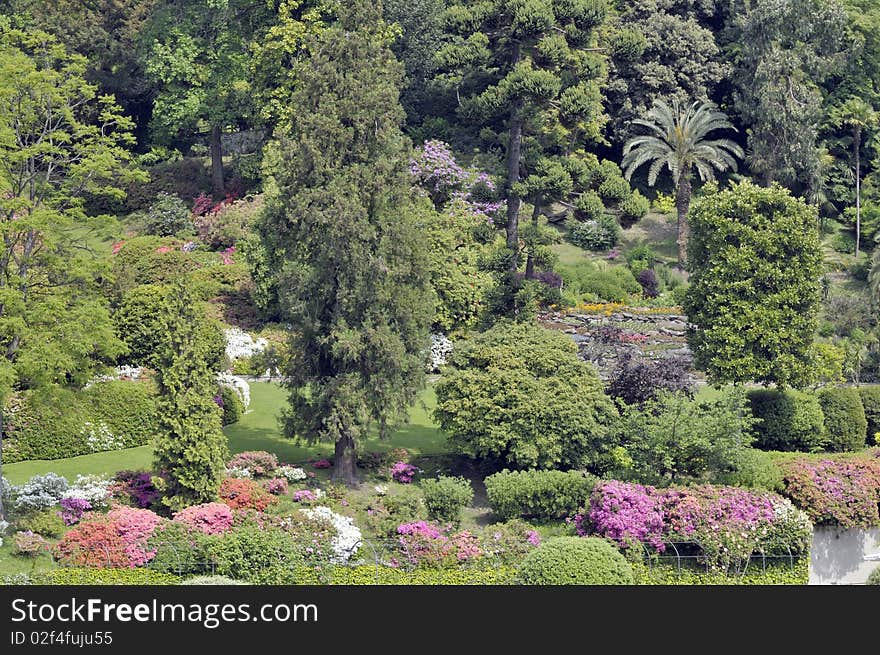 Azaleas and rhododendrons above the shores of Lake Como. Azaleas and rhododendrons above the shores of Lake Como