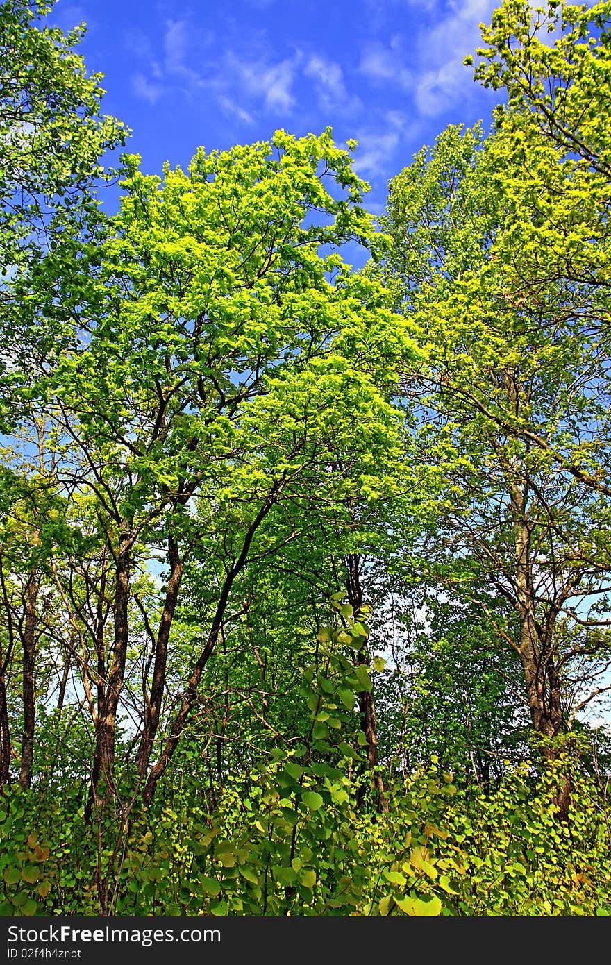 Oak wood on blue background