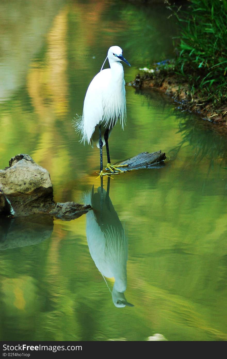 Egret