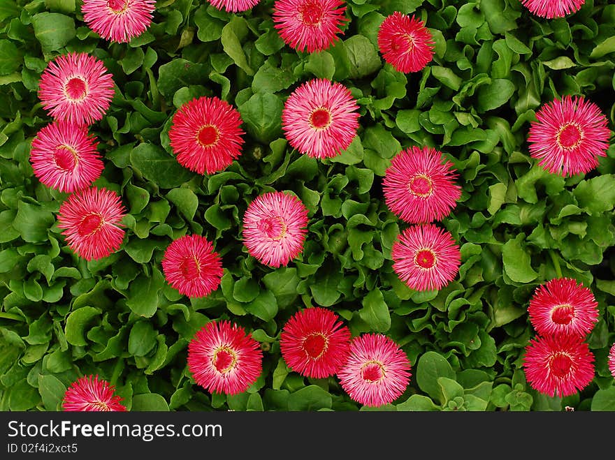 Pink flowers in the garden