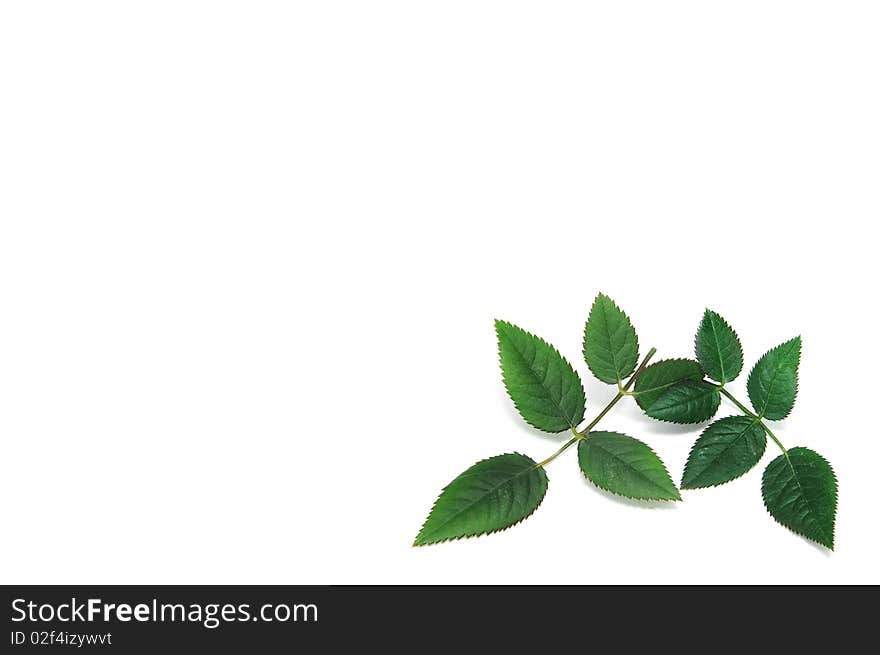 Roses leaves isolated on a white background