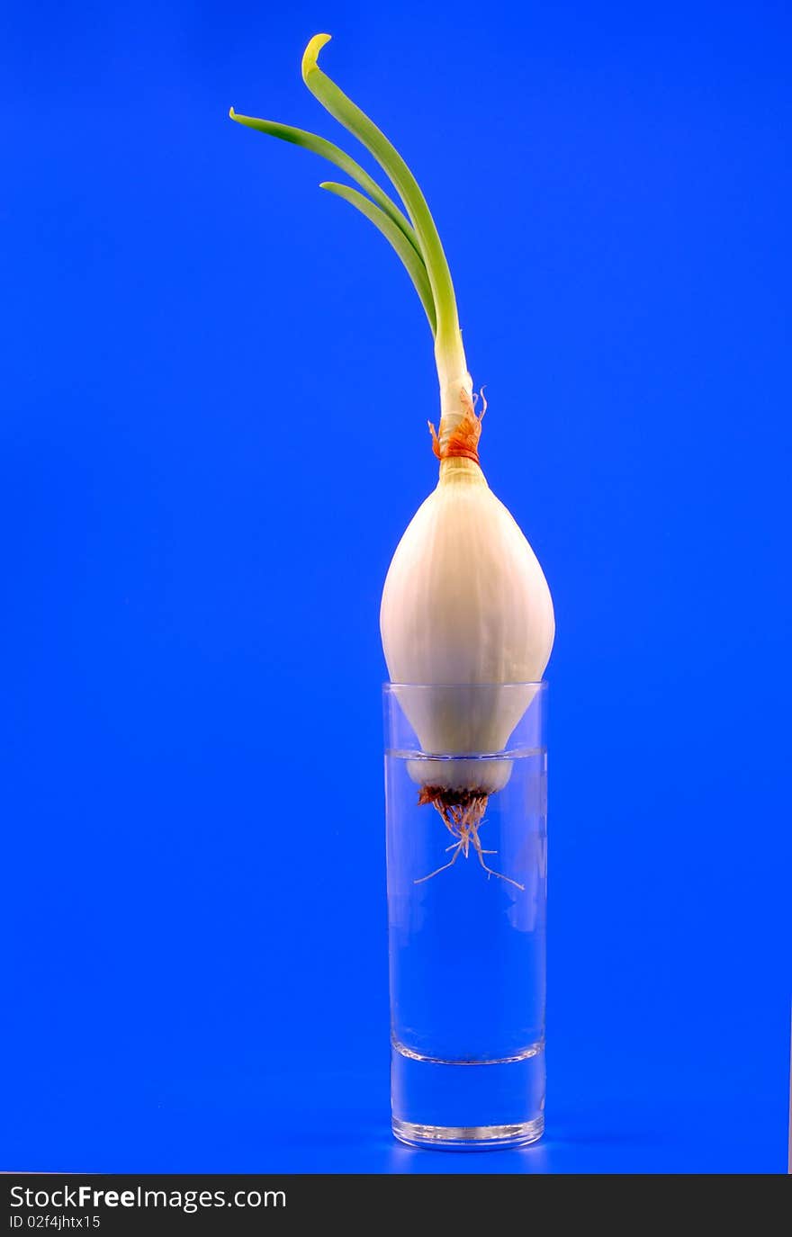 The white bulb onions is rooted in a glass of water, isolated in front of blue background. The white bulb onions is rooted in a glass of water, isolated in front of blue background