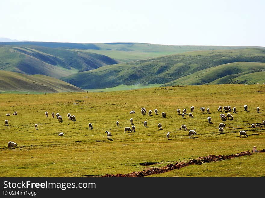 Pastoral of grassland