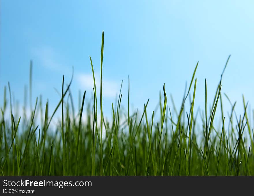 Closeup fresh grass on a background of the sky with clouds. Closeup fresh grass on a background of the sky with clouds