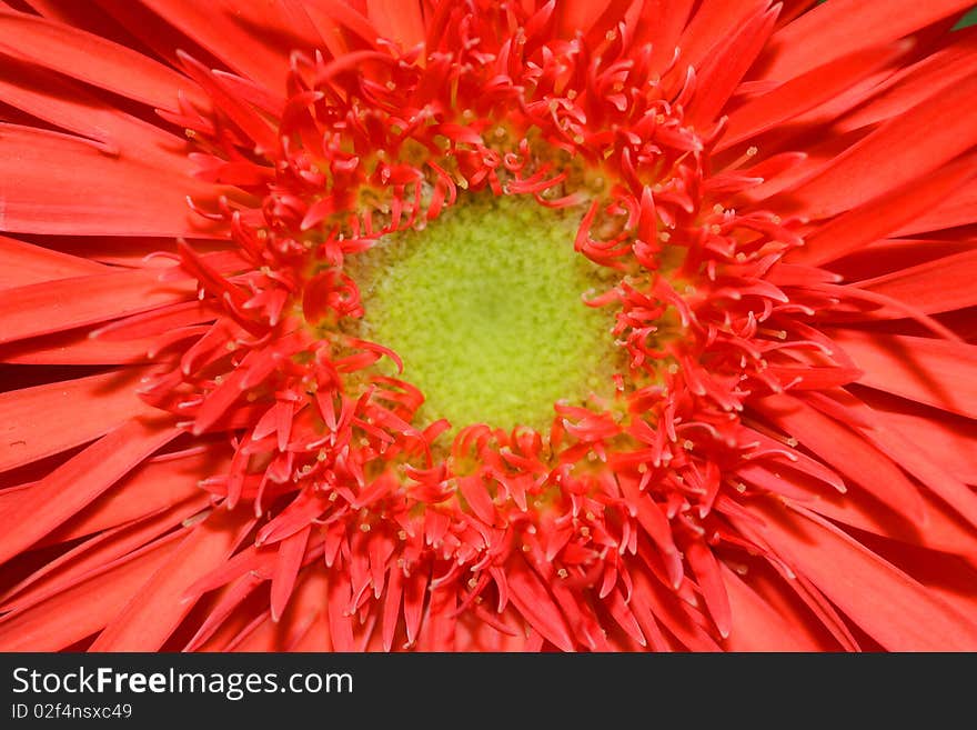 Red daisy flower