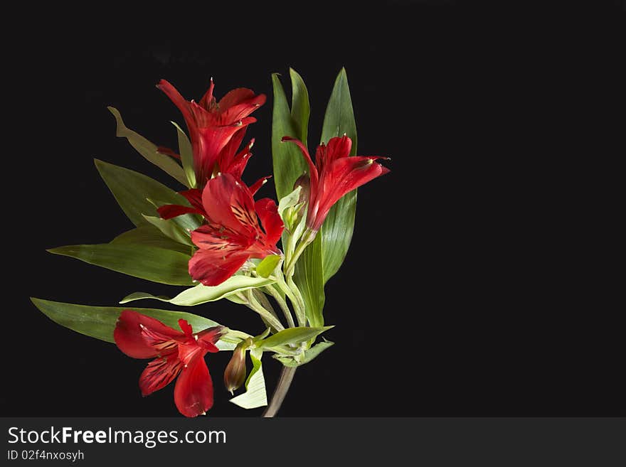 Red Alstroemeria isolated on black Background