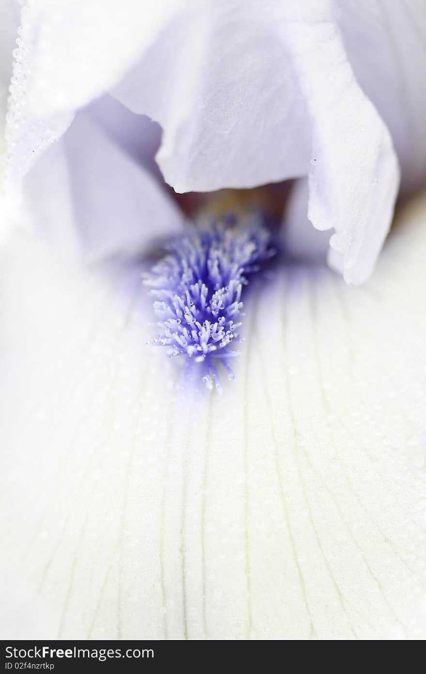 Extreme close up shot white and purple flower details. Extreme close up shot white and purple flower details