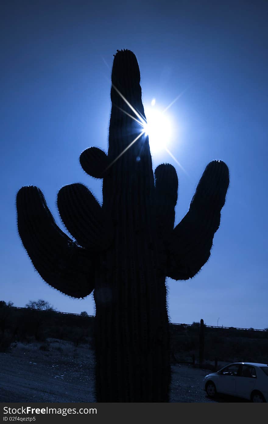 Huge cactus plant and sun rays piercing