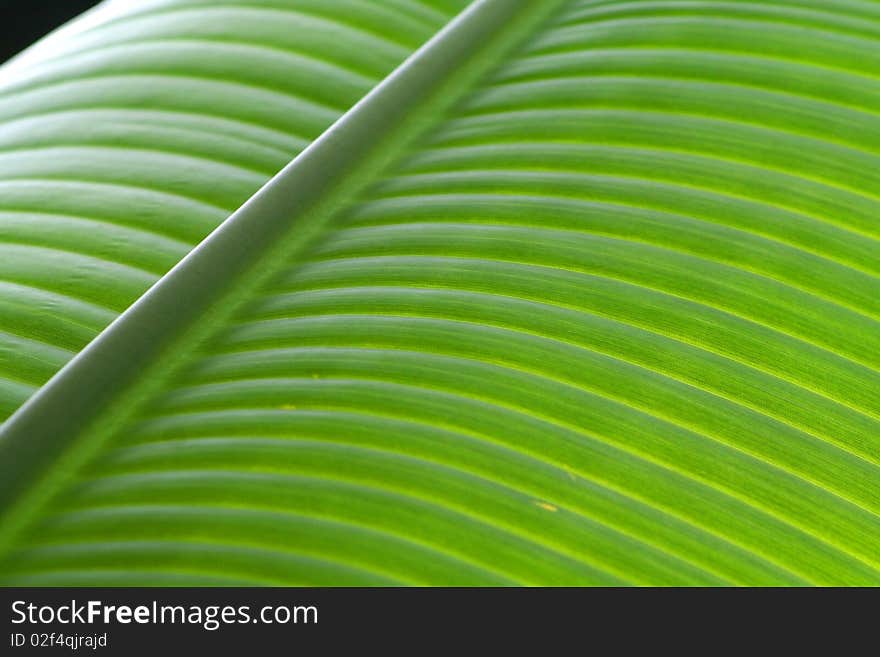 Bright banana leaf close up shot good for background use