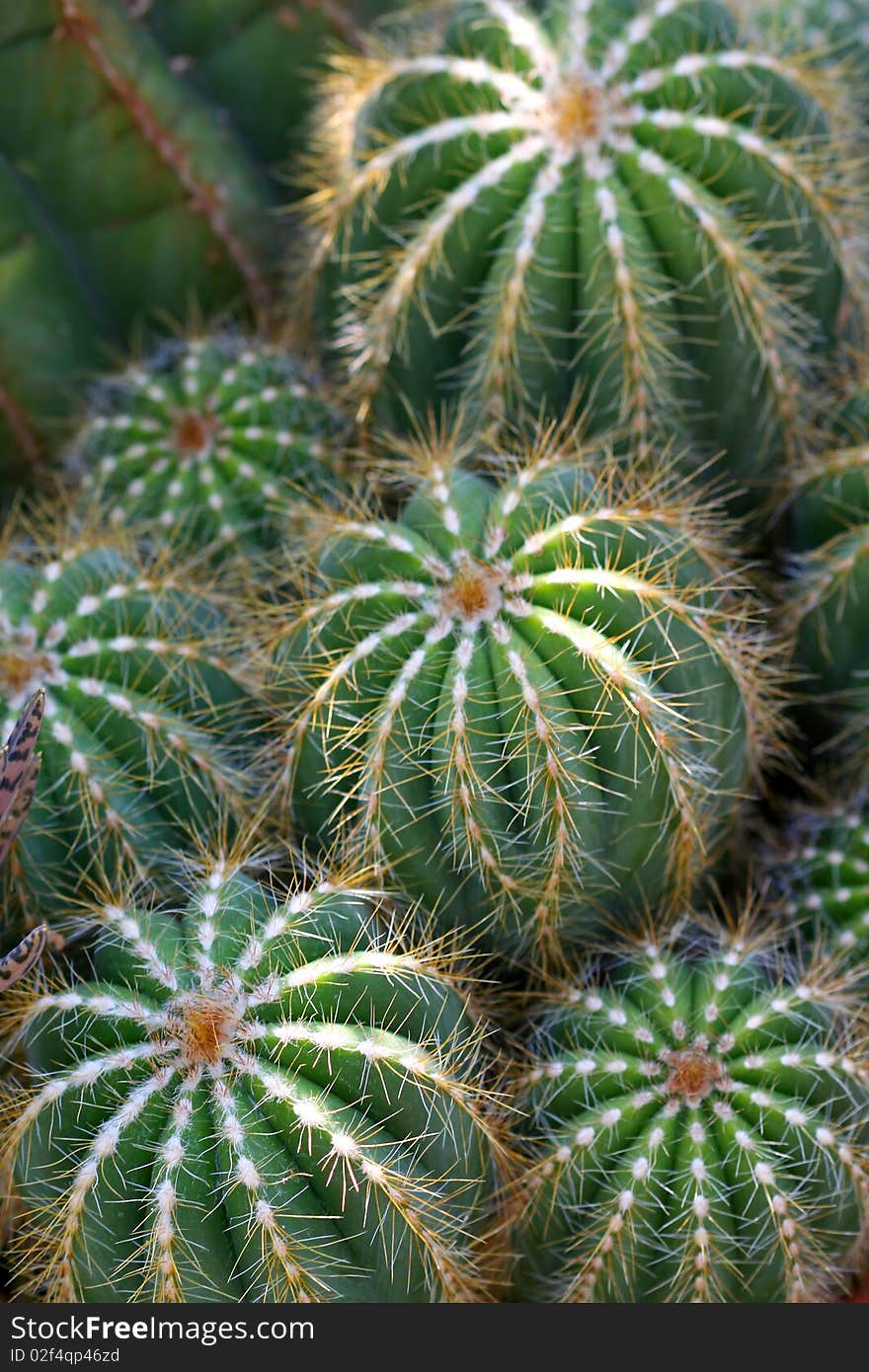 Cactus Plant