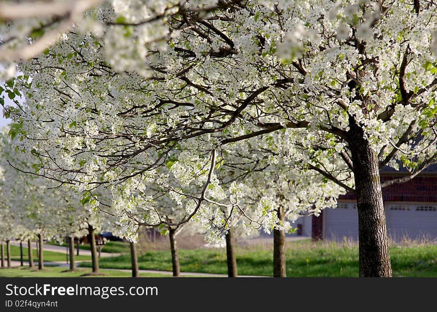 Blooming trees