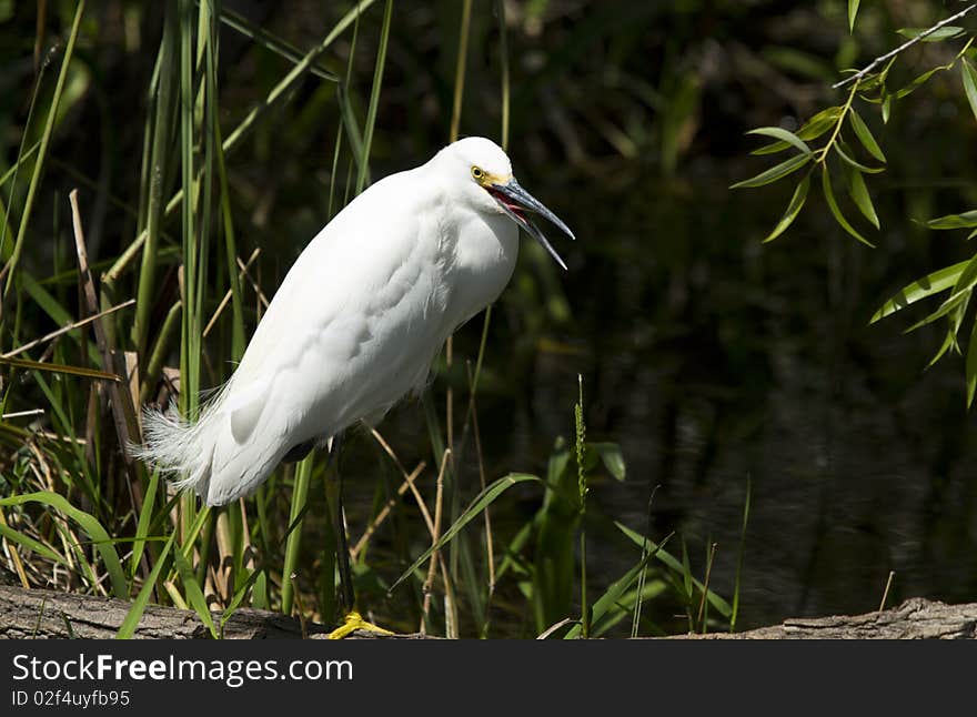 Snowy Egret (egretta thula)