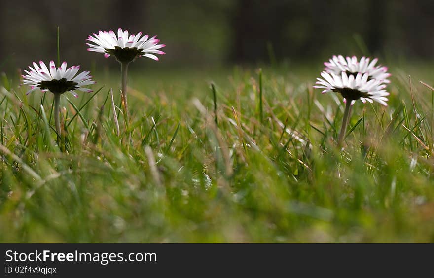 Four common daisies in field. Four common daisies in field