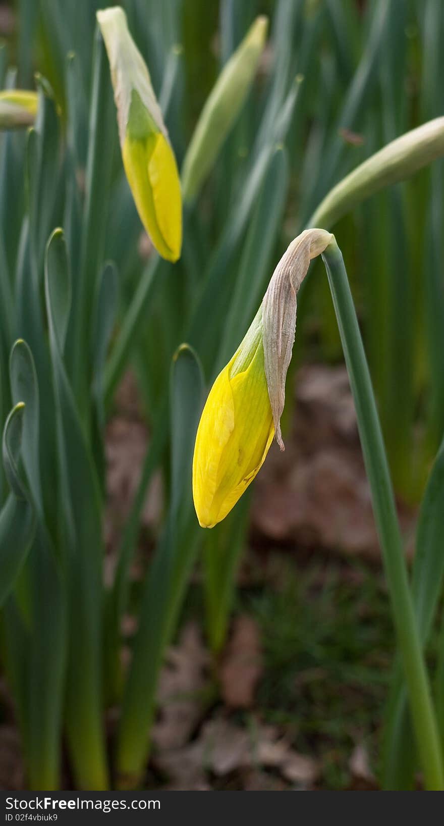 Buds of yellow daffodil