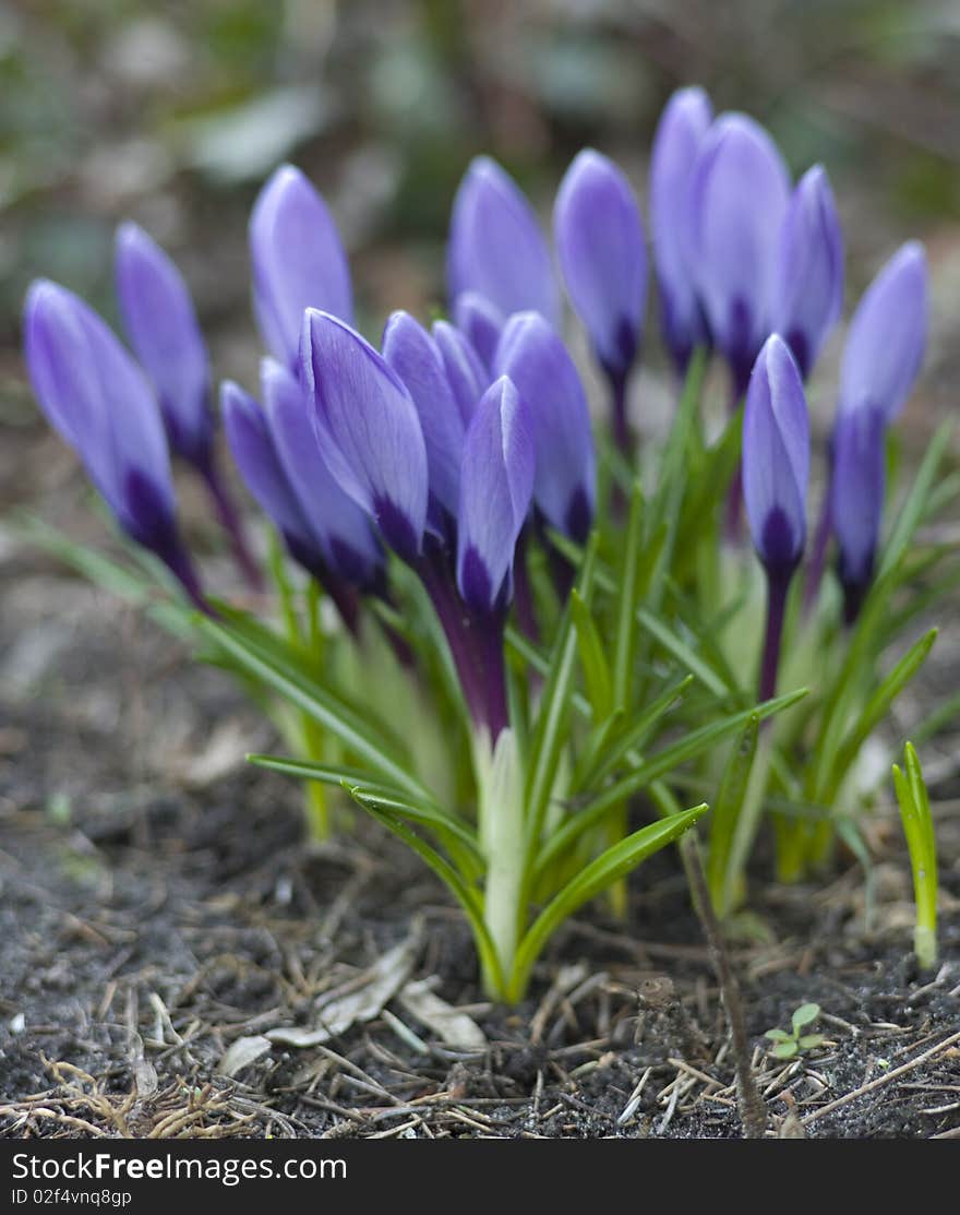 Blue Crocus