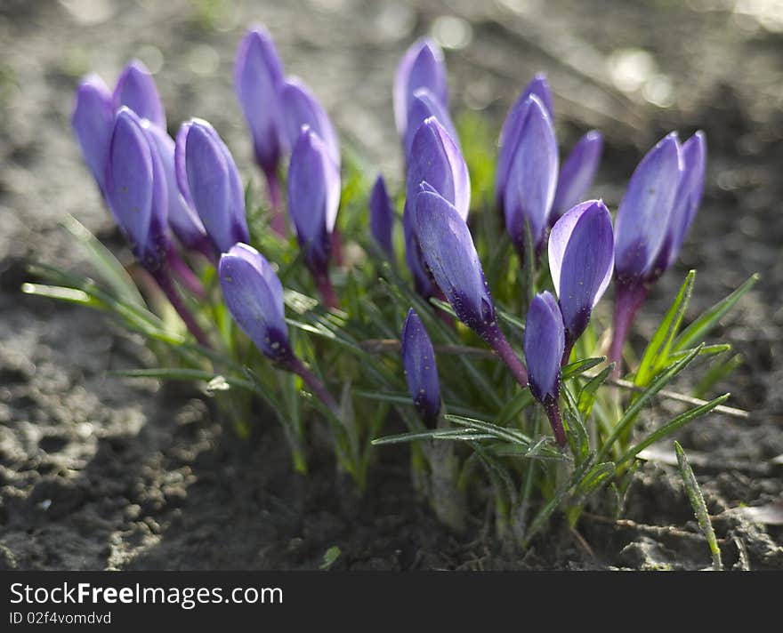 Blue Crocus