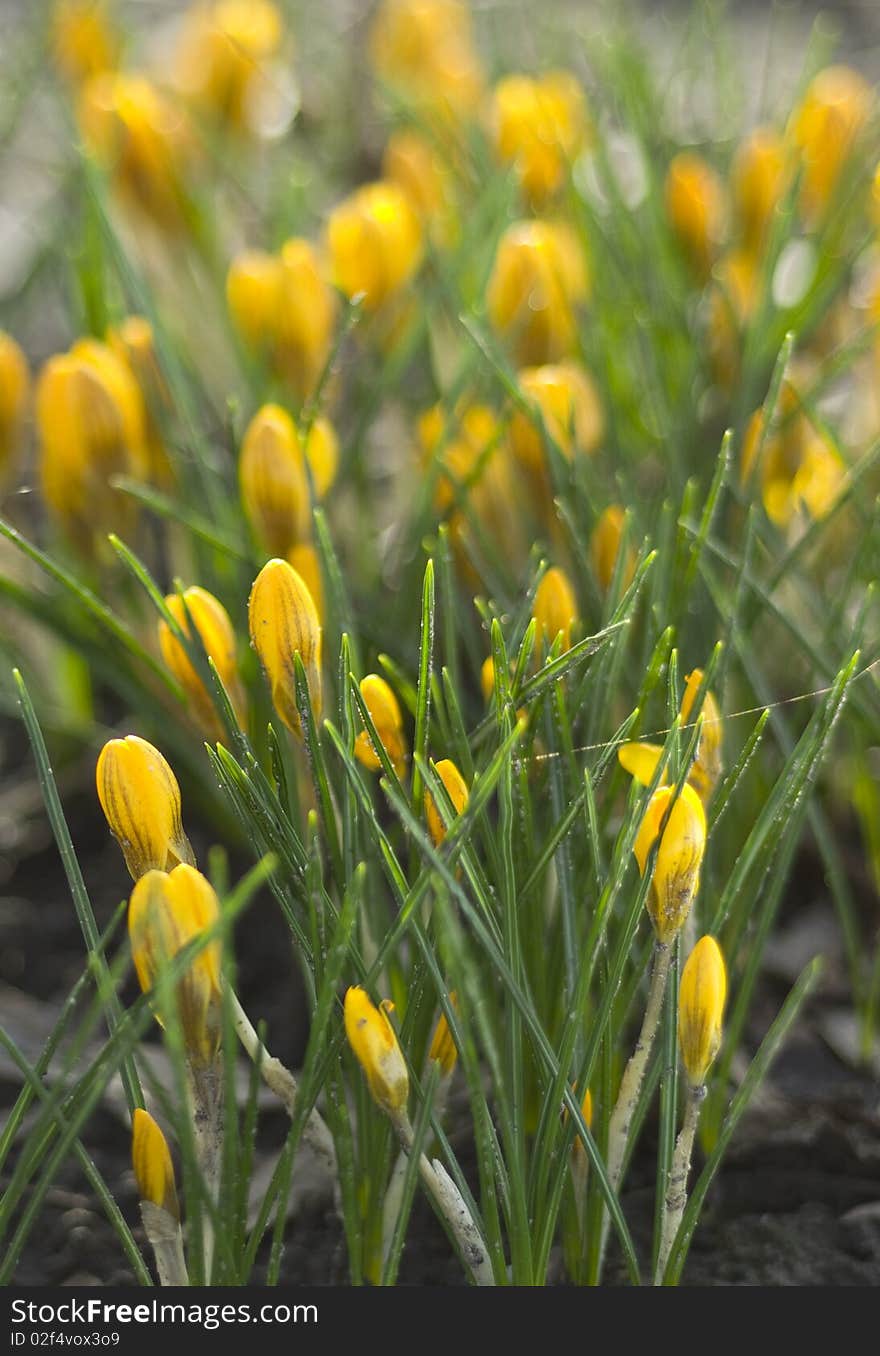 Yellow Crocus