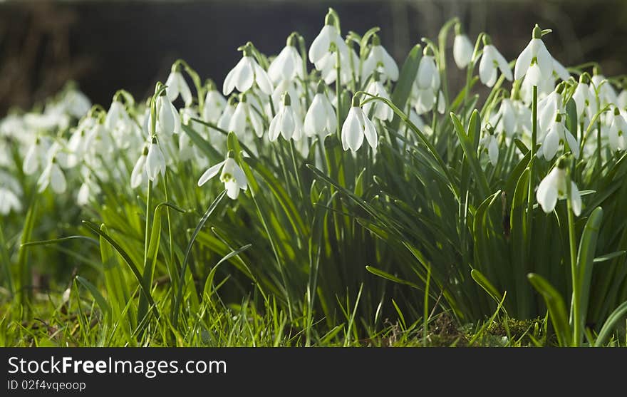 Field with white common snowdrops