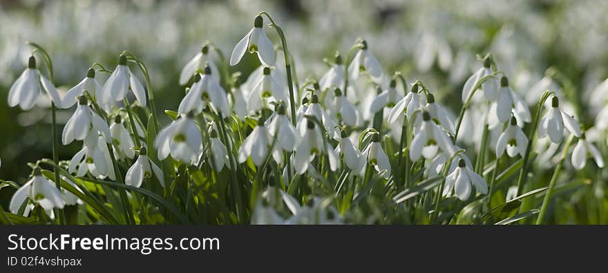 Common Snowdrops