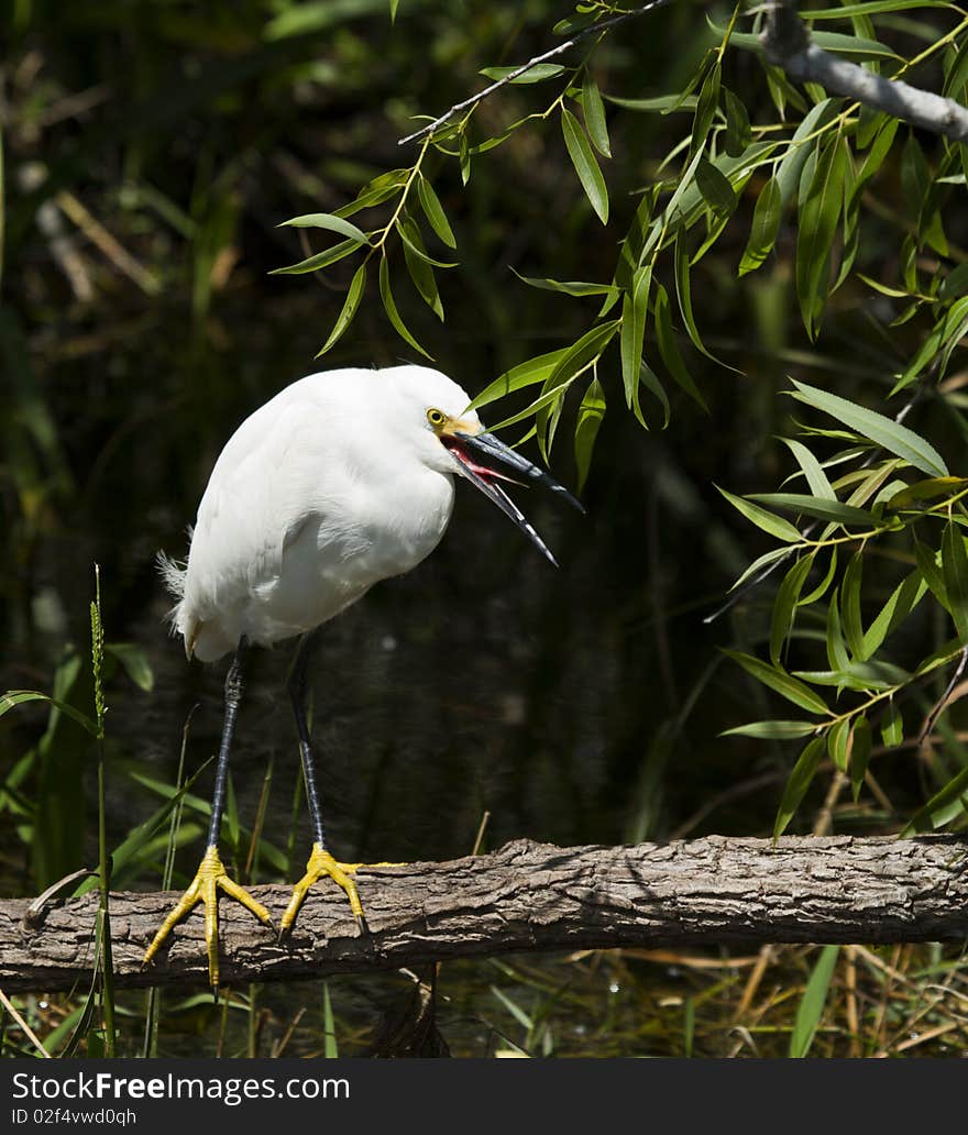 Snowy Egret (egretta thula)