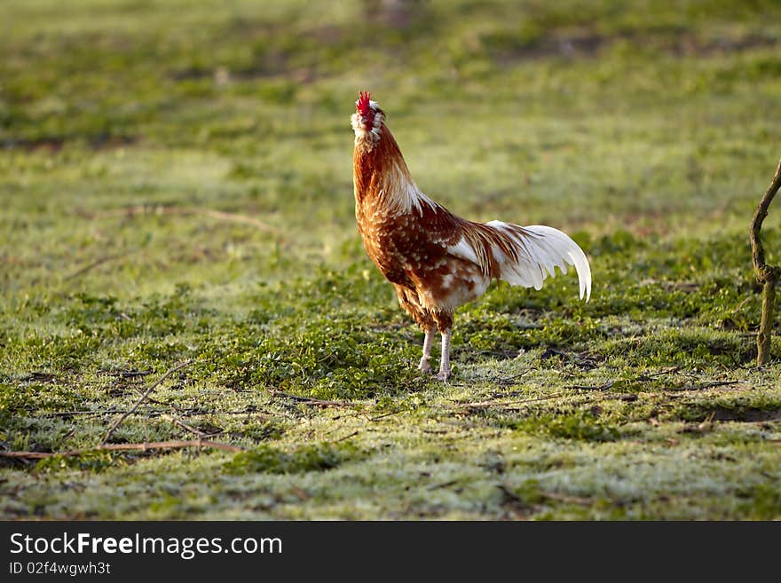 Brown white Cock in pose in the Grass Field