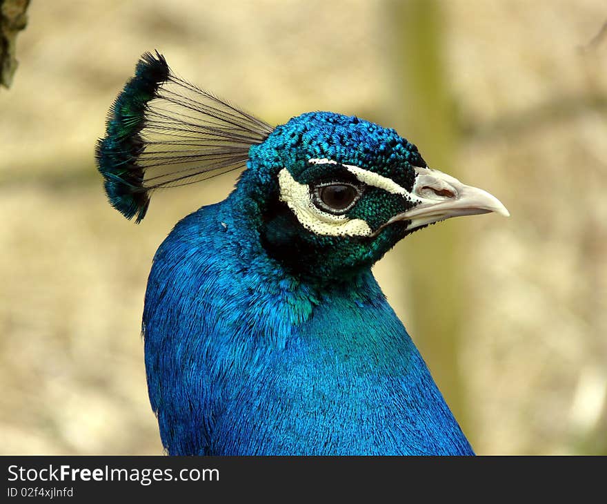 Beautiful blue Peacock in the spring