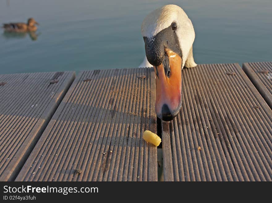 Hungry Swan