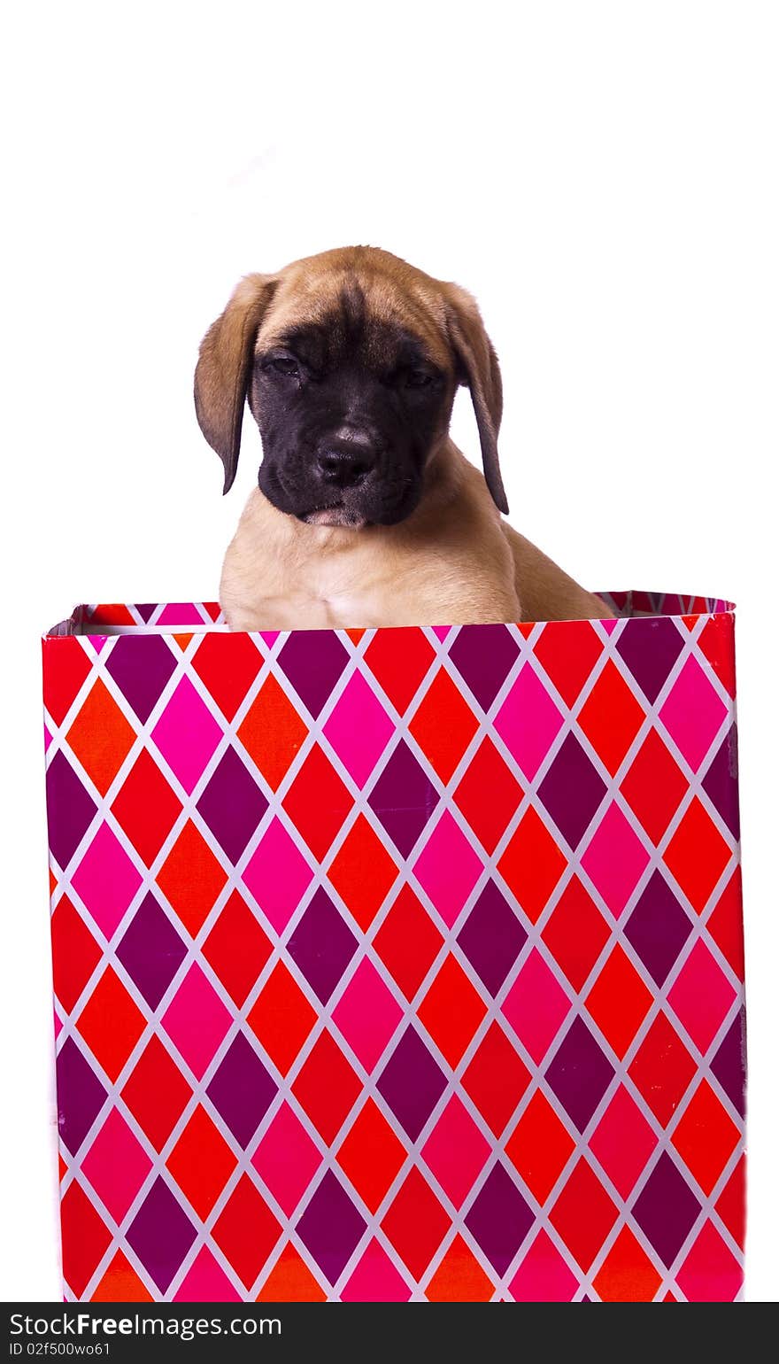 Young English Mastiff puppy in a big colorful Christmas present box. Young English Mastiff puppy in a big colorful Christmas present box.