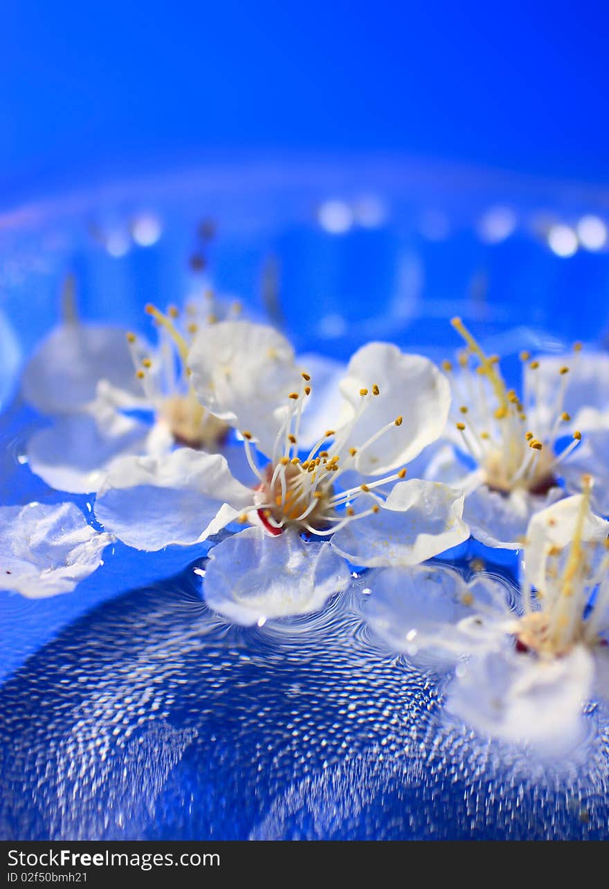 Flowers Floating In Water