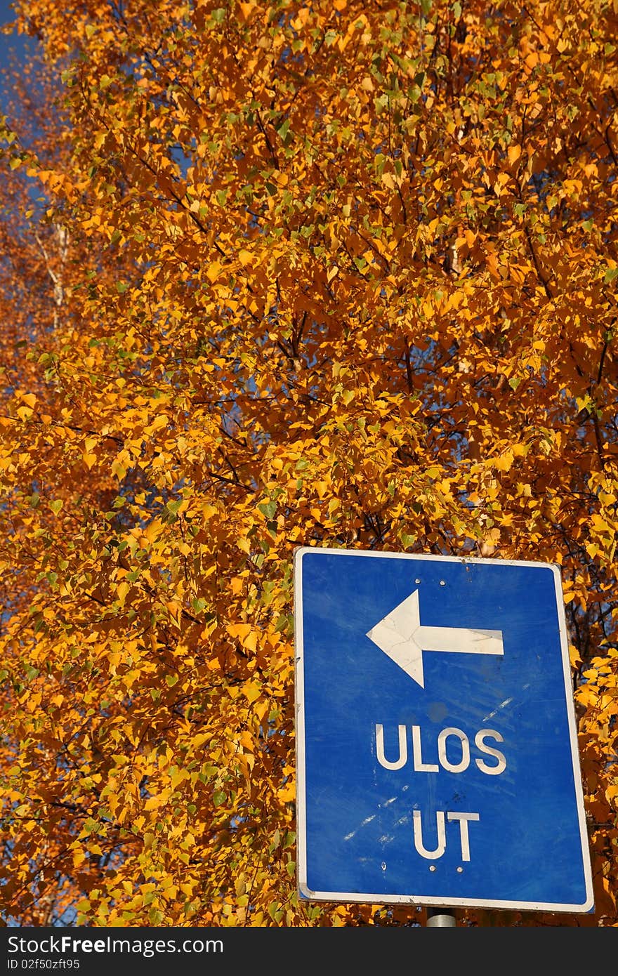 Beautiful yellow birch tree in autumn, Helsinki, Finland