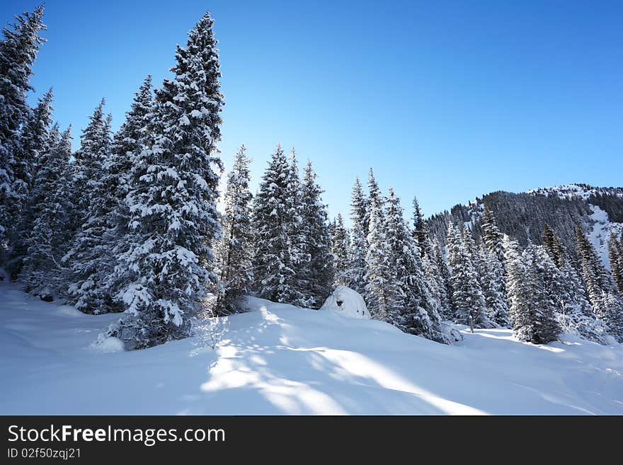 Beautiful wood landscape in the winter