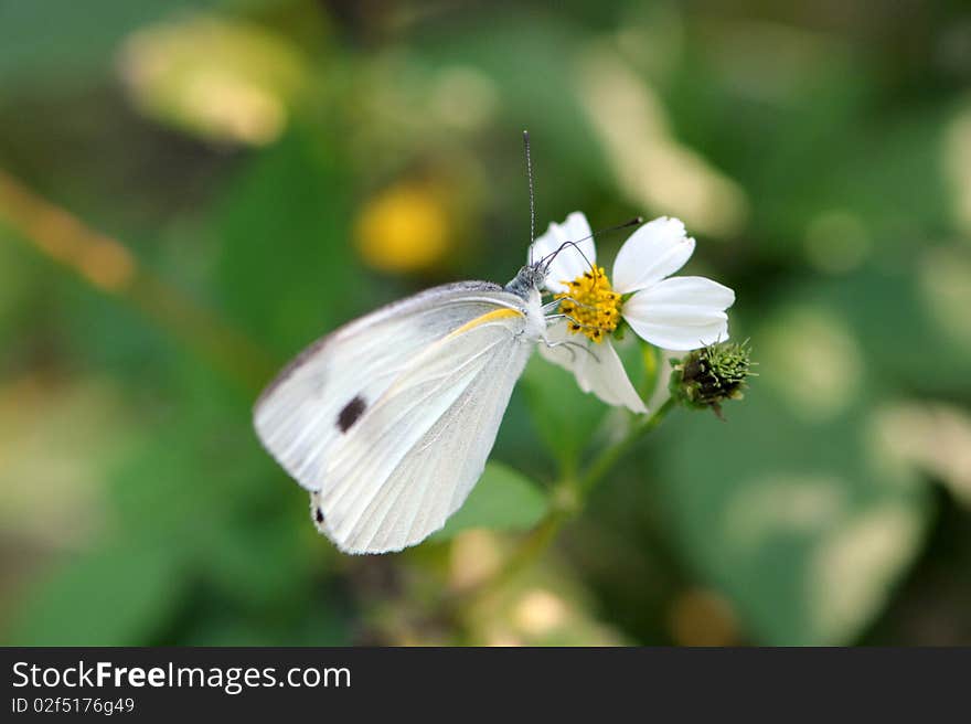 Butterfly (small cabbage white)