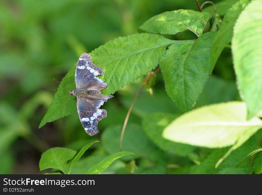 Butterfly With Broken Wings