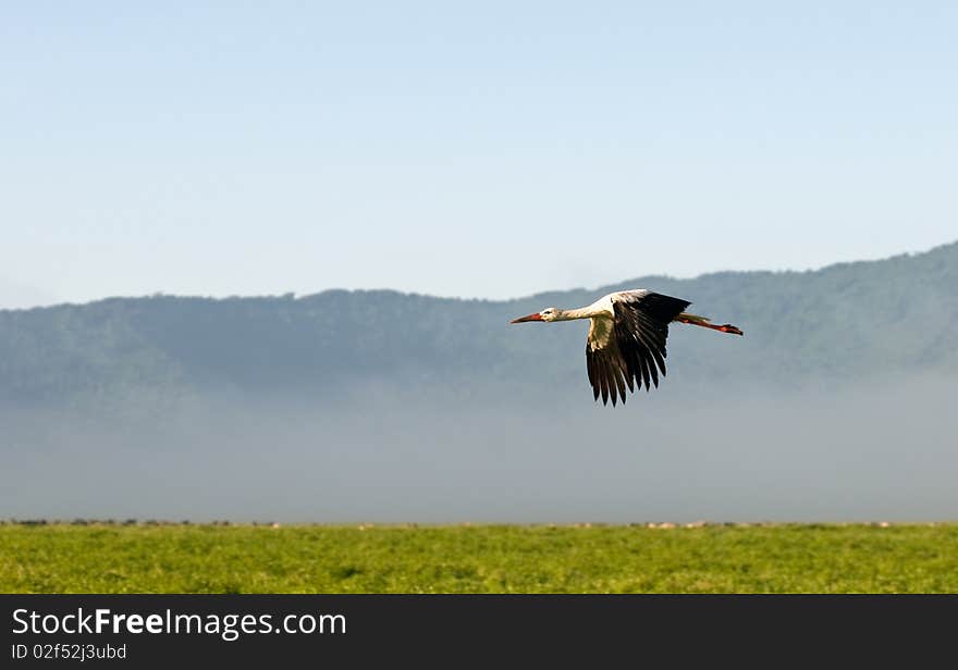 Stork