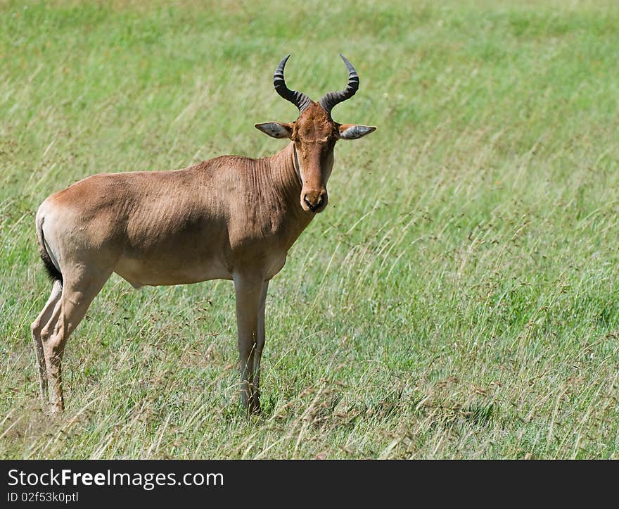 A hartebeest in the wild