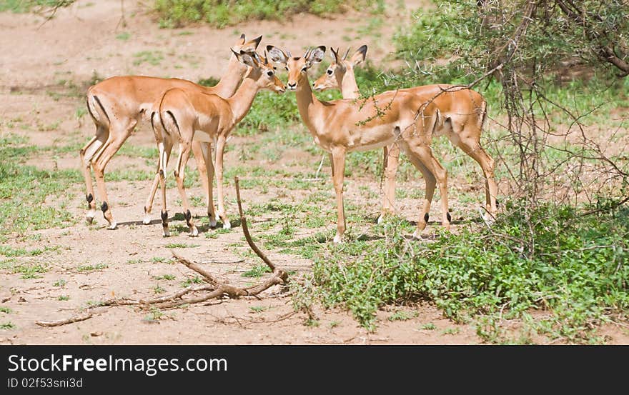 Impala