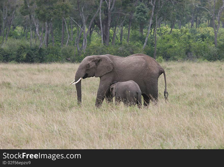 Elefant mother and cub walking through Serengeti NP. Elefant mother and cub walking through Serengeti NP