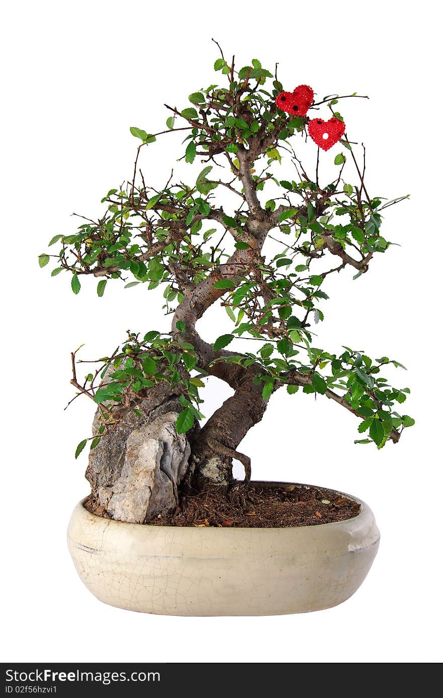 Bonsai