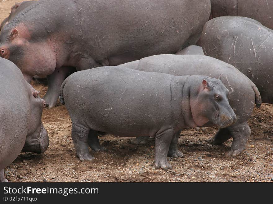 Herd of Hippos on river bank in Masai Mara National Park