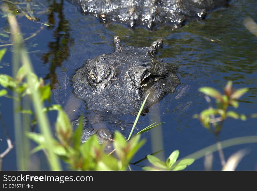 Alligator is Watching You