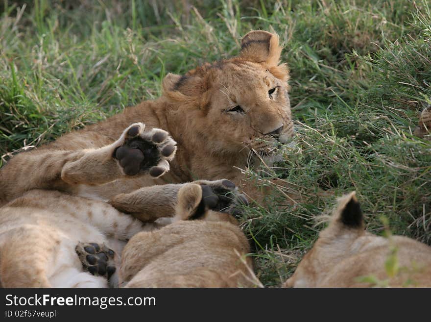 Group of lions laying in high grass (Serengeti National Park).