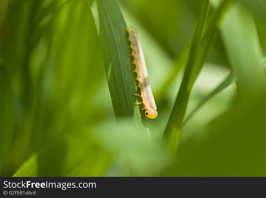 Caterpillar on grass blade