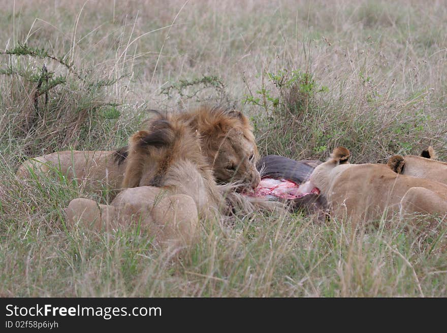 Group of lions