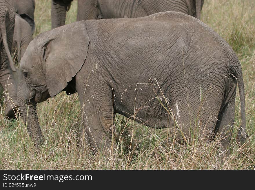 Elefant cub walking through Serengeti NP