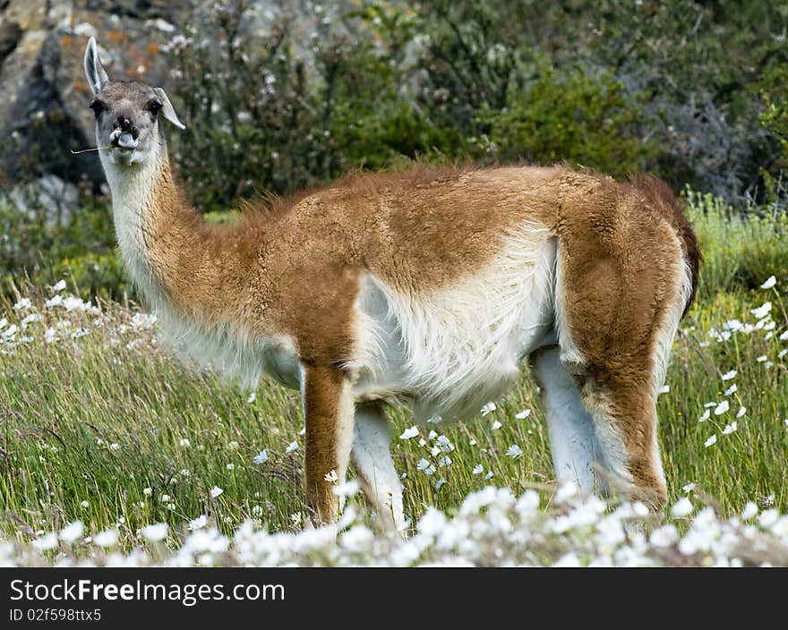 A Guanaco in a meadow full of white flowers, one ear up and one down - Argentina. A Guanaco in a meadow full of white flowers, one ear up and one down - Argentina.