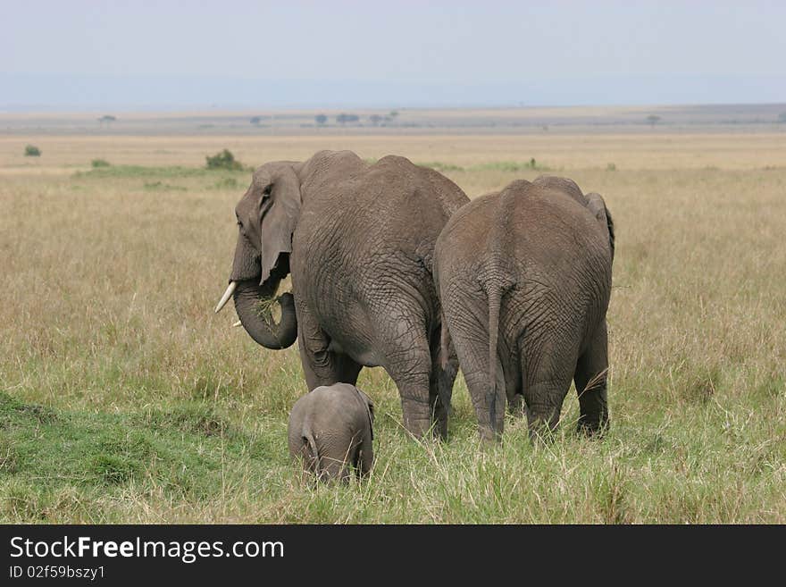 Elefant herd walking through Serengeti NP. Elefant herd walking through Serengeti NP