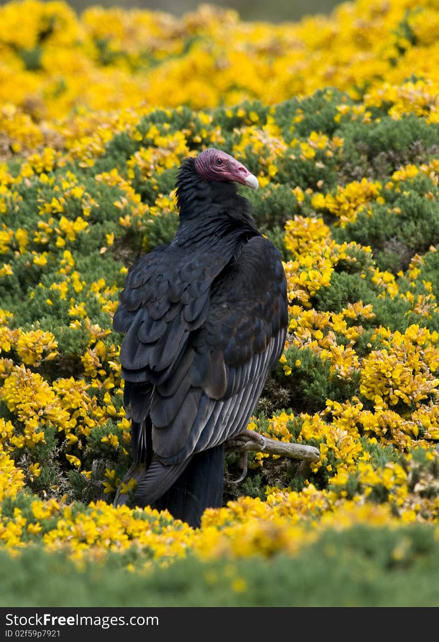 Turkey Vulture, Yellow Flowers