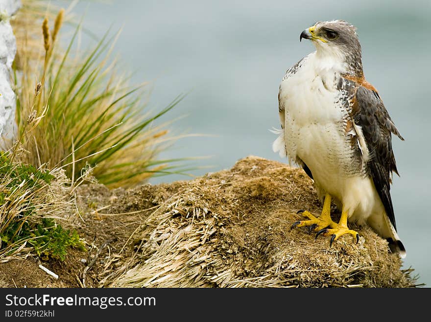 A Red-backed Hawk perched on a grassy ledge - Falklands