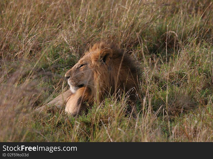 Male lion laying in the grass in Serengeti NP