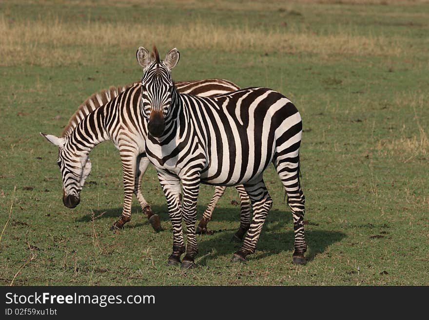 Two Zebras in the grass in Serengeti NP